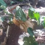 Em Londrina, amoreiras em fundo de vale derrubadas para dar "visibilidade"