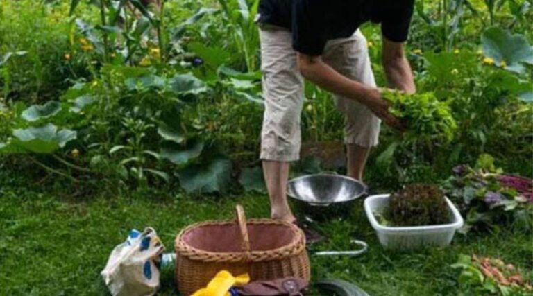 Projeto relatado por Nishimori restringe venda de produtos orgânicos