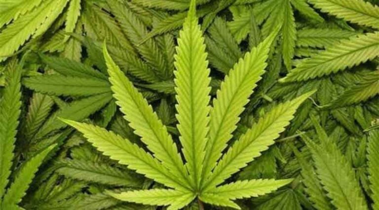 STF julga descriminalização do porte de maconha