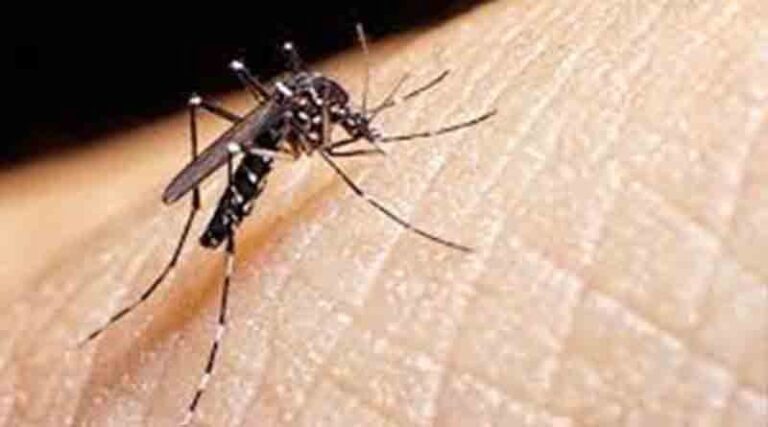 De agosto de 2020 até agora, a dengue matou 32 pessoas no Paraná