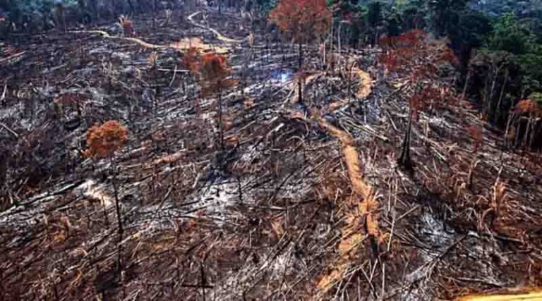 “Inaceitável”, mas o desmatamento ilegal da Amazônia continua