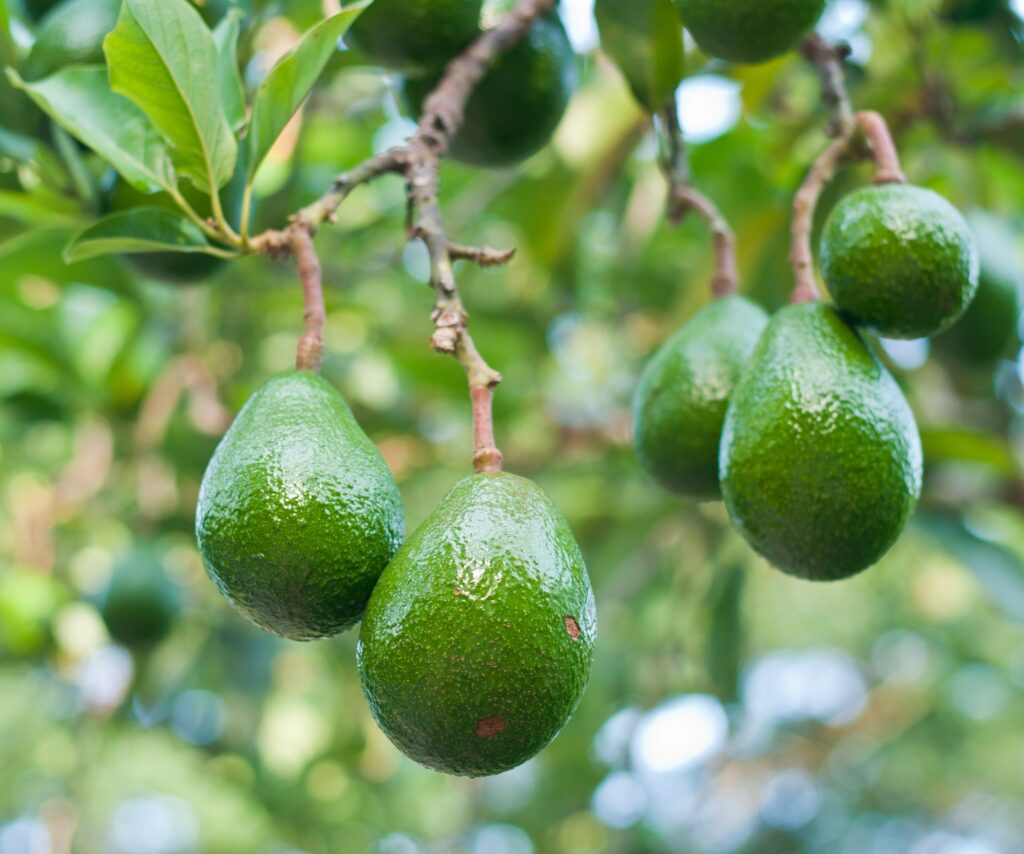 Prefeitura de Londrina e sua bronca com as árvores frutíferas