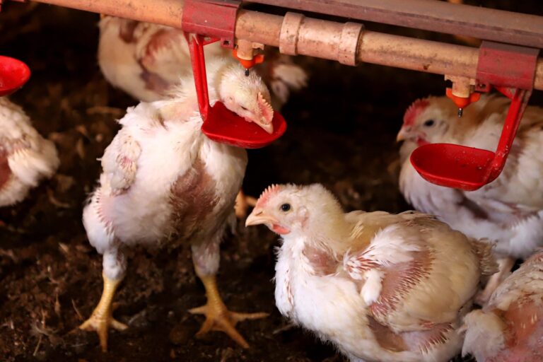 Suspensa participação de aves em eventos agropecuários por 90 dias