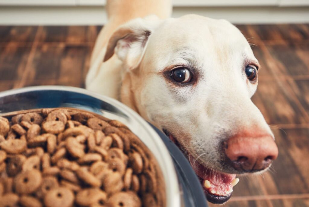CãoBé e dúvida