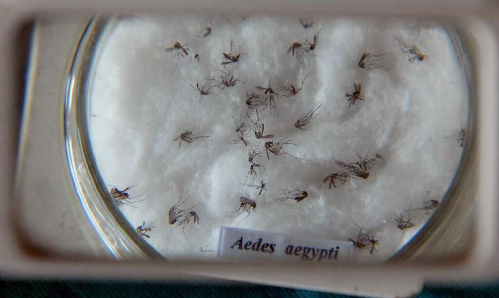 Vacina contra dengue deve chegar nos próximos dias ao Brasil
