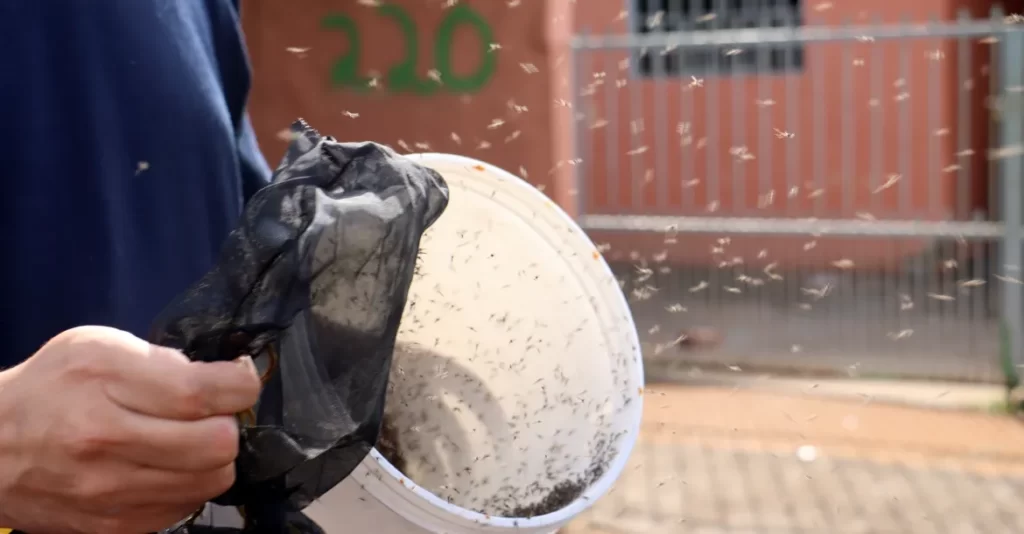 Projeto piloto promete reduzir drasticamente o número de mosquitos transmissores da dengue em Londrina