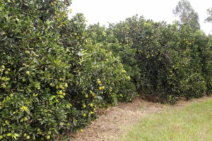 imagem destacada: Paraná decreta emergência fitossanitária para combater doença dos citros