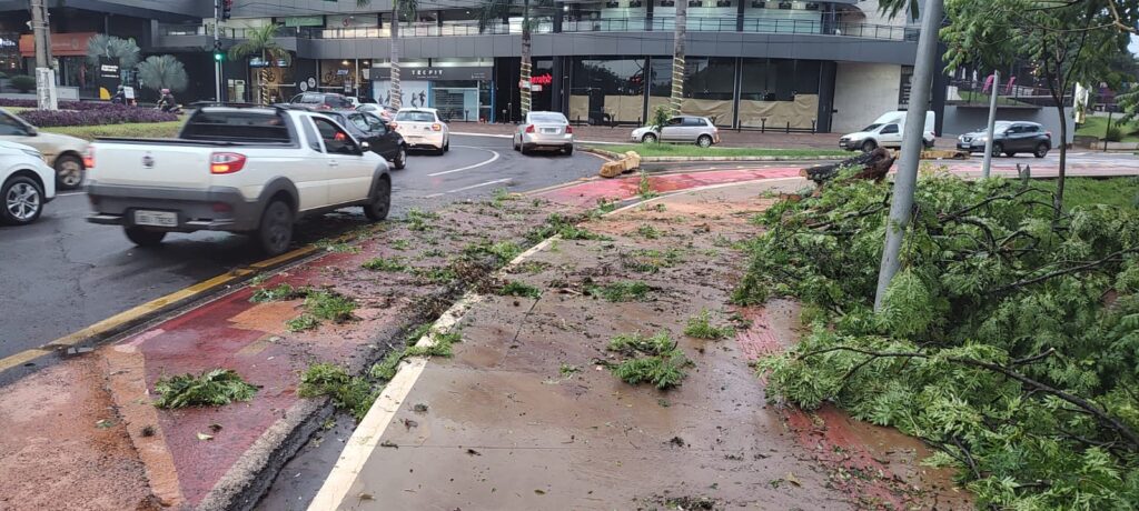 Chuva derruba árvores em Londrina