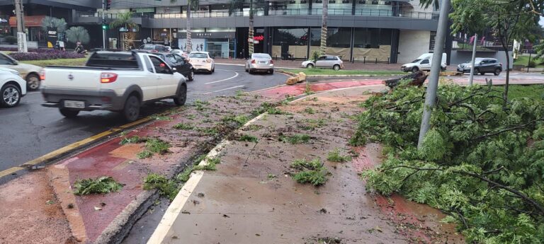 Chuva derruba árvores em Londrina