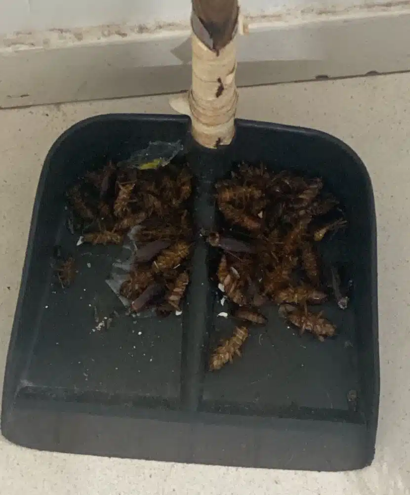 Rusgas na transição em Londrina
