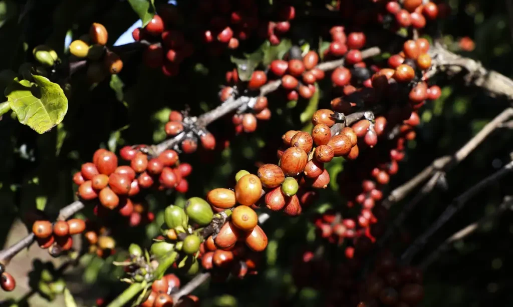 Entenda como ficam as exportações agrícolas após acordo Mercosul-UE
