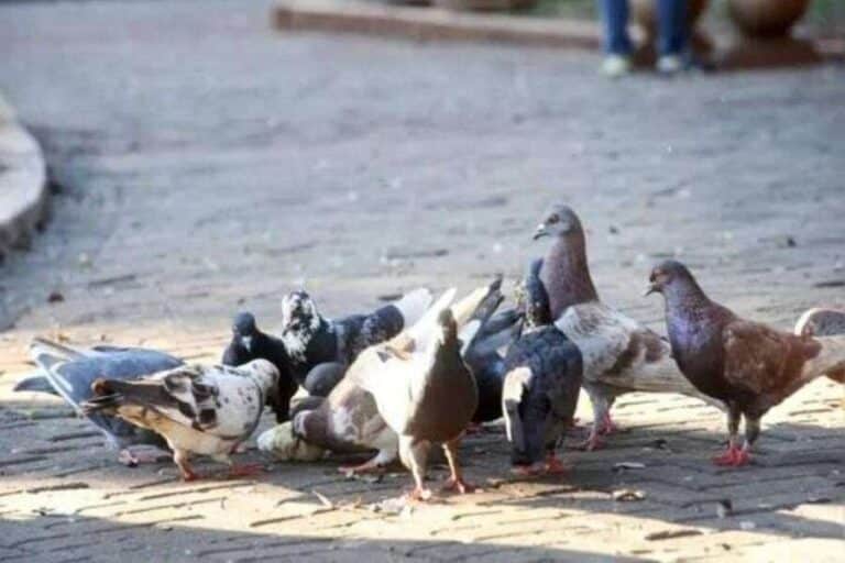 O tema Pombas está de volta às mídias de Londrina