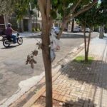 A dengue está de novo ativa e operante, todo mundo precisa colaborar