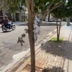 A dengue está de novo ativa e operante, todo mundo precisa colaborar