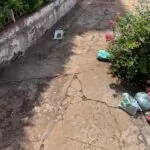 A dengue está de novo ativa e operante, todo mundo precisa colaborar