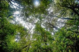 PT aciona STF após aprovação de lei que afrouxa licenciamento ambiental no Paraná