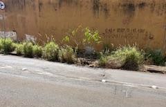A dengue está de novo ativa e operante, todo mundo precisa colaborar