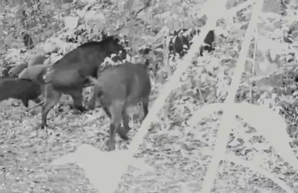 No Parque Mata dos Godoy, em Londrina, também há javalis