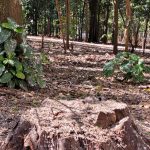 E no bosque central, as pombas vencem todo dia