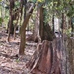 E no bosque central, as pombas vencem todo dia