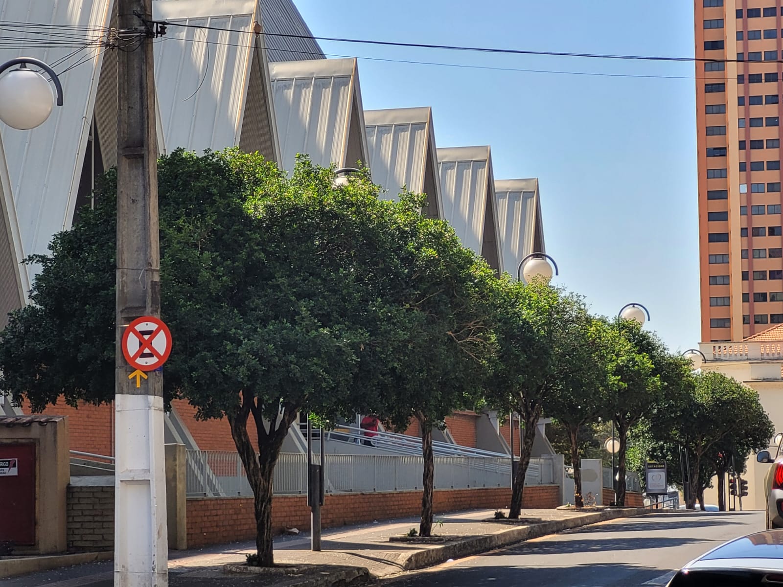 E no bosque central, as pombas vencem todo dia