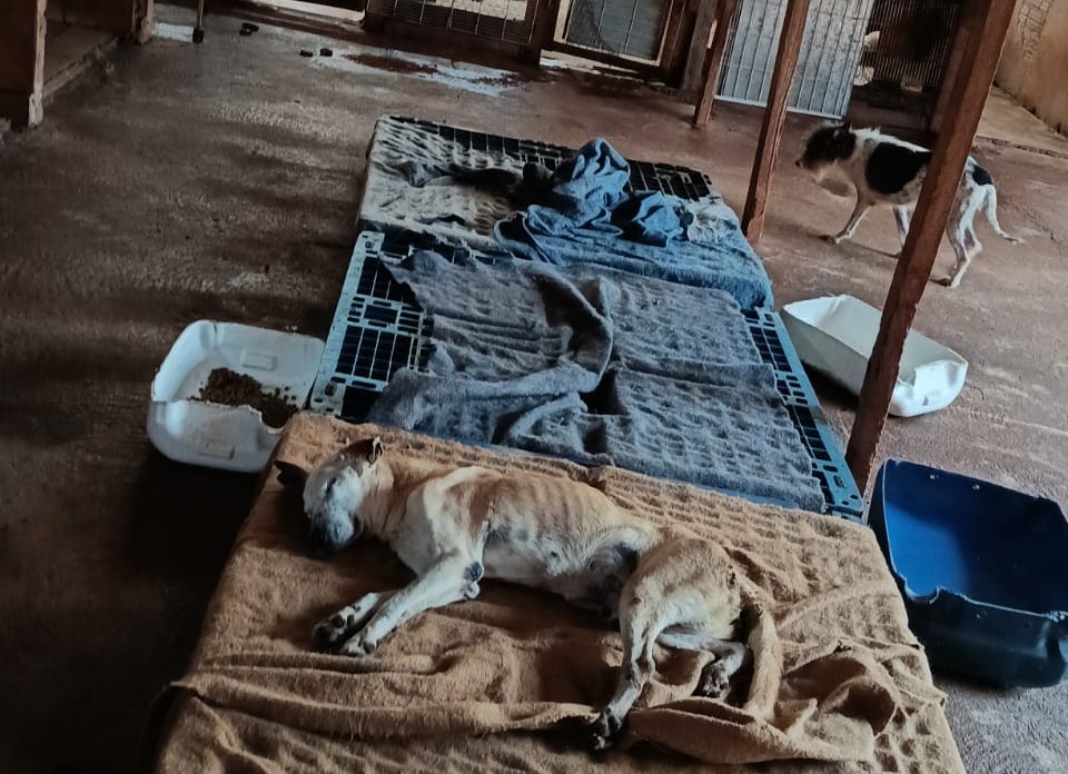 Promotora quer saber como está a situação de alguns animais da ADA
