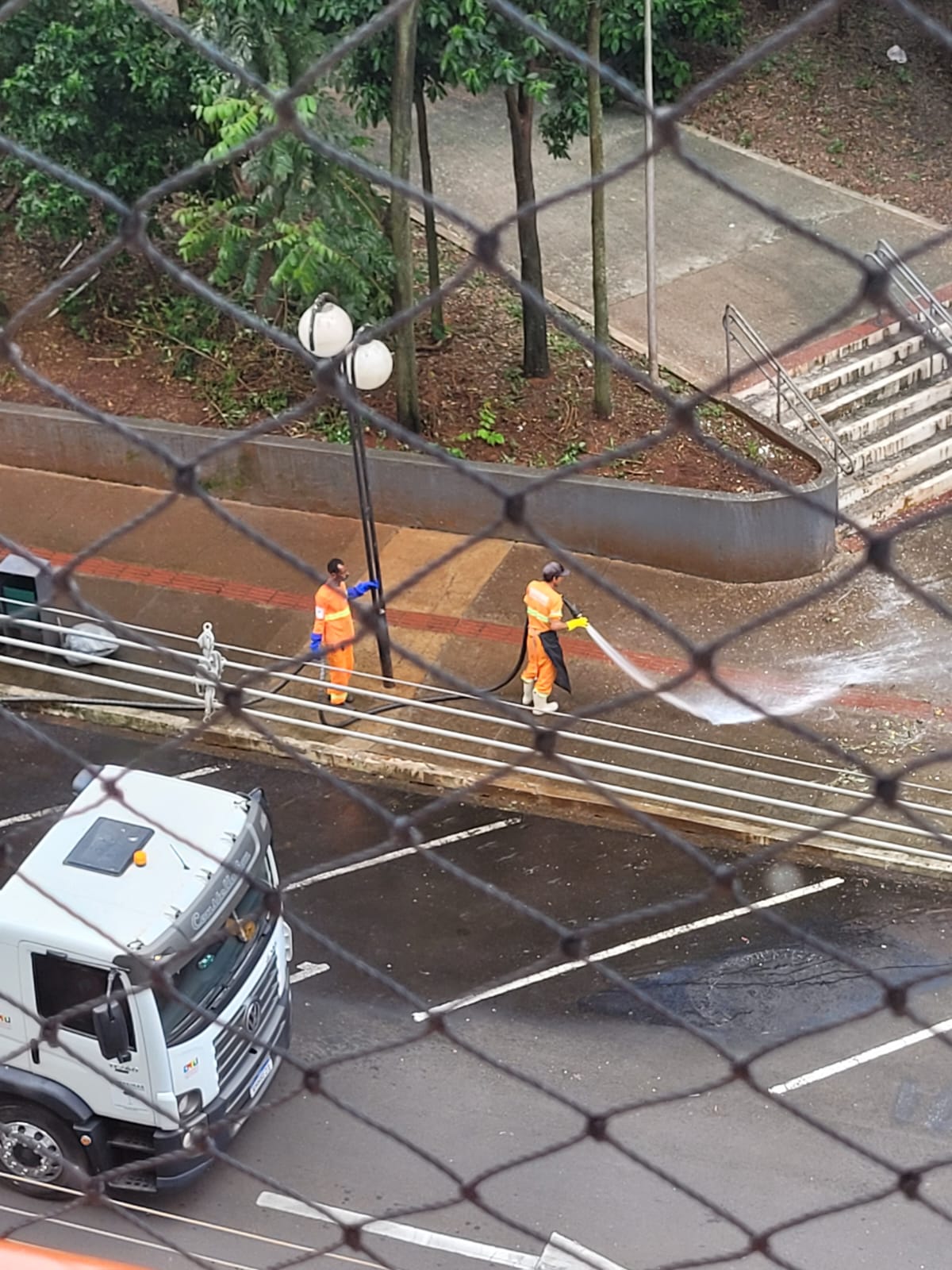 As pombas do bosque central de Londrina comemoram mais um ano de atividade intensa