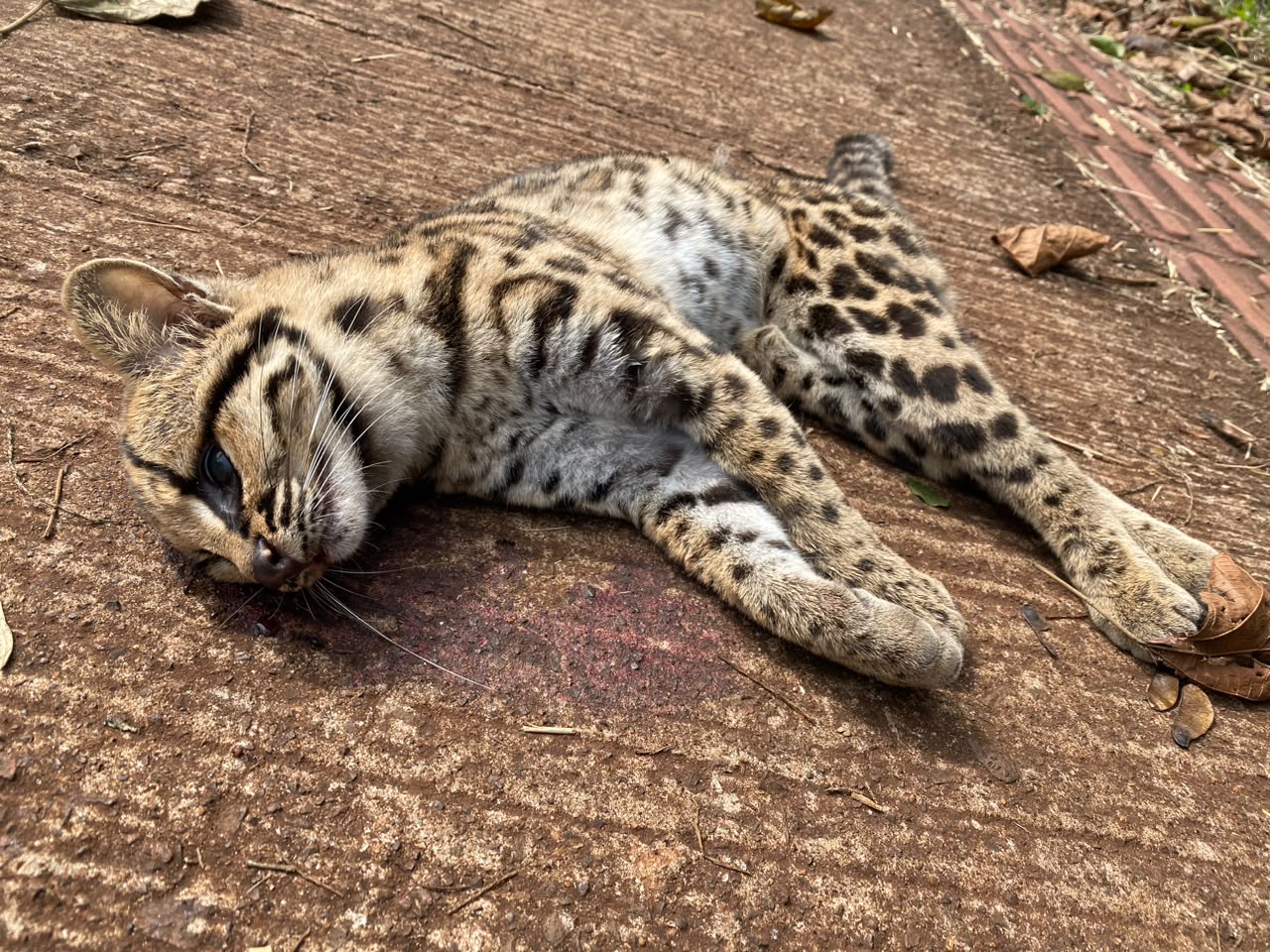 Mais um animal silvestre morto em Londrina
