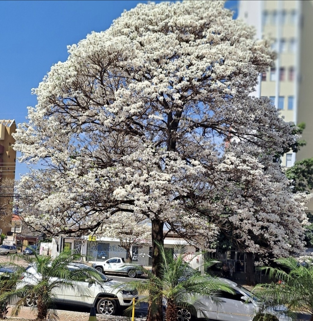 Londrina, quando os ipês despertam