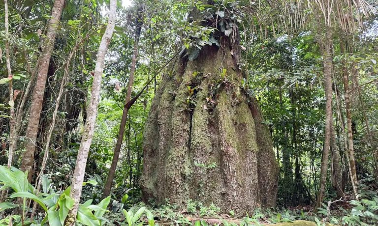 Arvores da mata amazônia